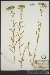 Sericocarpus linifolius image