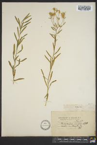 Sericocarpus linifolius image