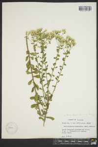 Sericocarpus tortifolius image