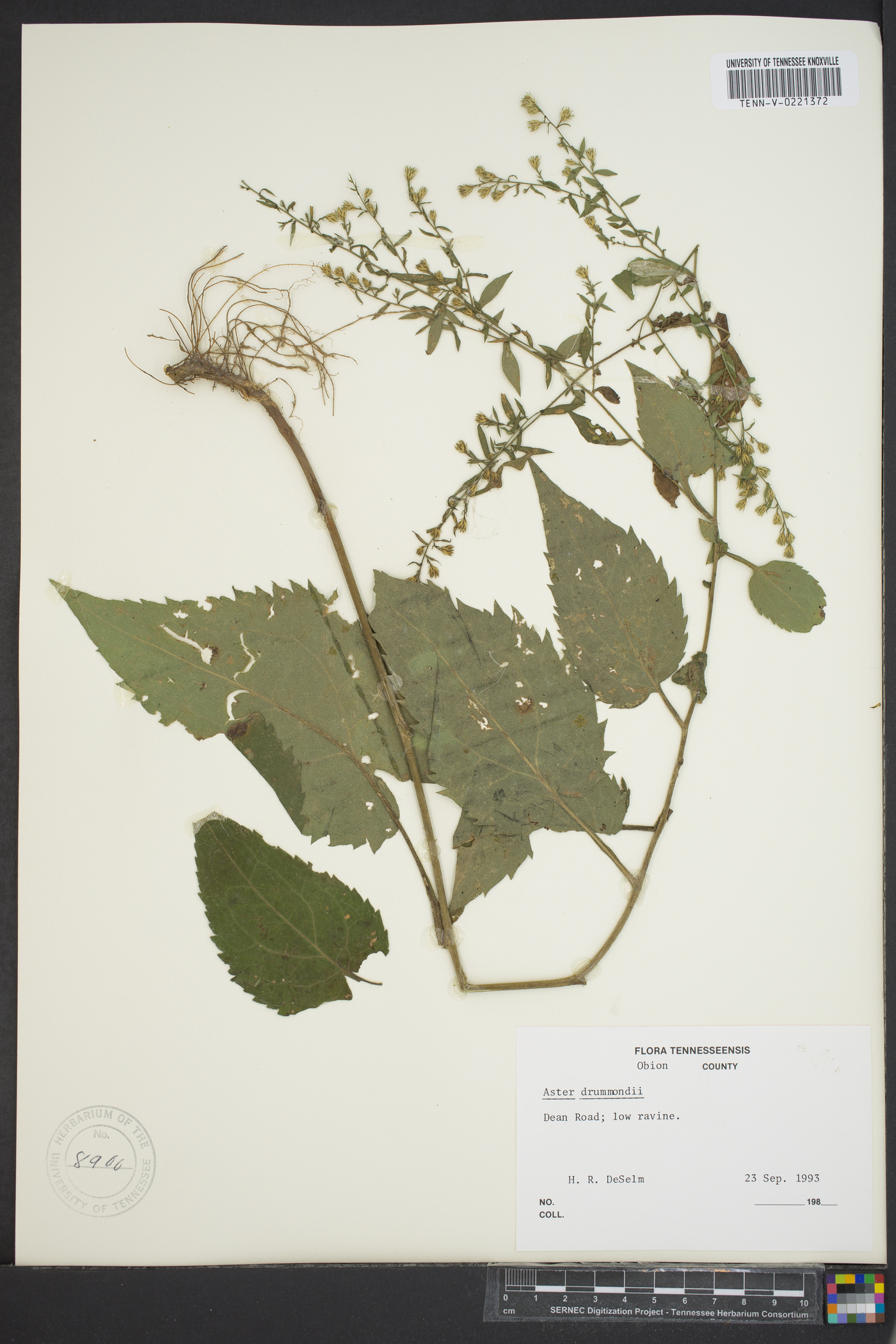 Symphyotrichum drummondii var. drummondii image