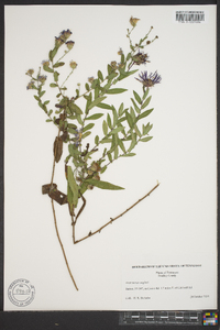 Symphyotrichum novae-angliae image