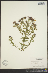 Symphyotrichum novae-angliae image