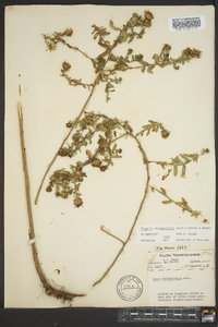 Symphyotrichum oblongifolium image