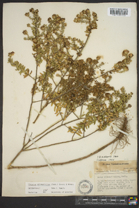 Symphyotrichum oblongifolium image