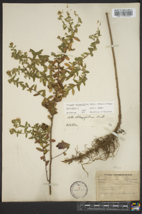 Symphyotrichum oblongifolium image