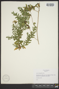 Symphyotrichum oblongifolium image