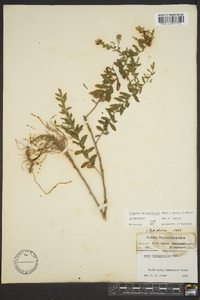 Symphyotrichum oblongifolium image