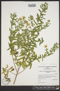 Symphyotrichum oblongifolium image