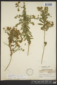 Symphyotrichum oblongifolium image