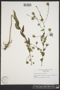 Symphyotrichum patens image