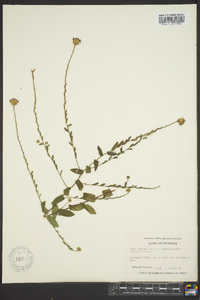 Symphyotrichum patens image