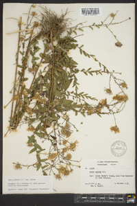 Symphyotrichum patens image