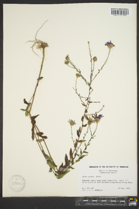 Symphyotrichum patens image