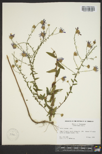 Symphyotrichum patens image