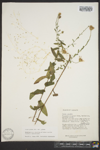 Symphyotrichum patens image