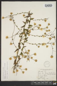 Symphyotrichum patens image