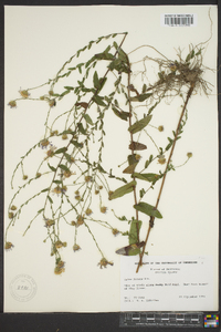 Symphyotrichum patens image