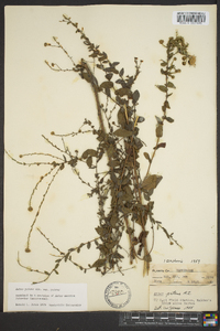 Symphyotrichum patens image
