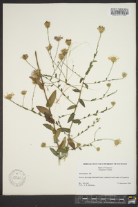 Symphyotrichum patens image