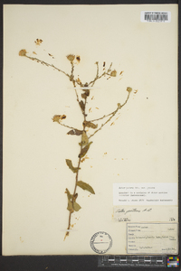 Symphyotrichum patens image