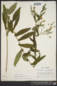 Symphyotrichum phlogifolium image