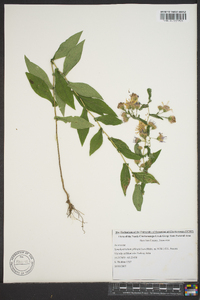 Symphyotrichum phlogifolium image