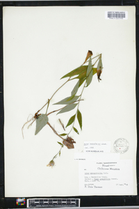 Aster retroflexus image