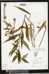 Aster retroflexus image