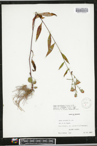 Aster retroflexus image