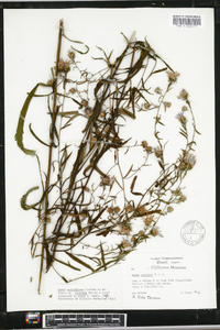 Aster retroflexus image