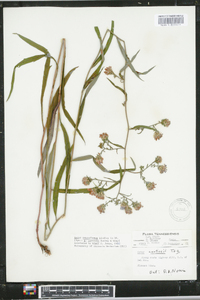 Aster retroflexus image