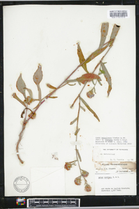 Aster retroflexus image