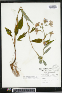 Aster retroflexus image