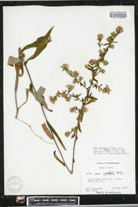 Aster retroflexus image