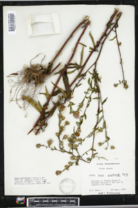 Aster retroflexus image