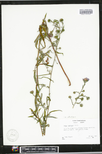 Aster retroflexus image