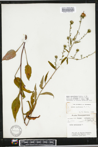 Aster retroflexus image