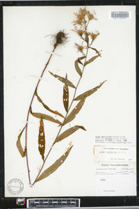 Aster retroflexus image