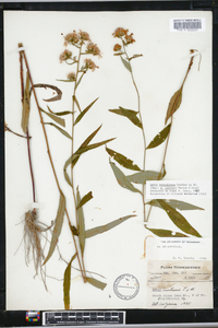 Aster retroflexus image