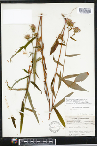 Aster retroflexus image