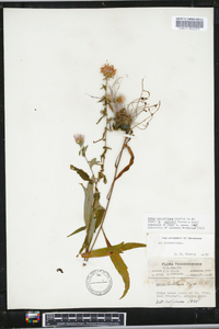 Aster retroflexus image