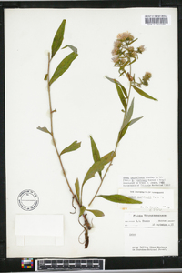 Aster retroflexus image