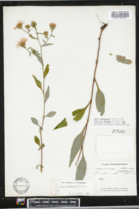 Aster retroflexus image