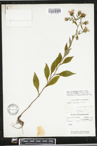 Aster retroflexus image