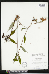 Aster retroflexus image