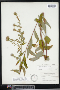 Aster retroflexus image