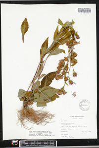 Aster retroflexus image