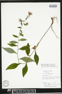 Aster retroflexus image