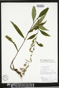 Aster retroflexus image