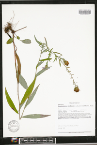 Aster retroflexus image